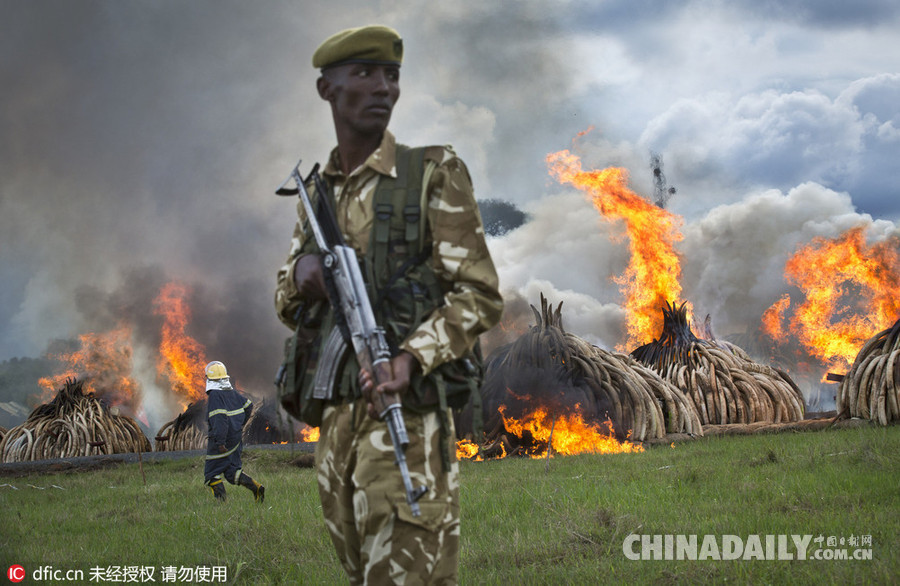 肯尼亚销毁105吨非法象牙 总统亲自点火