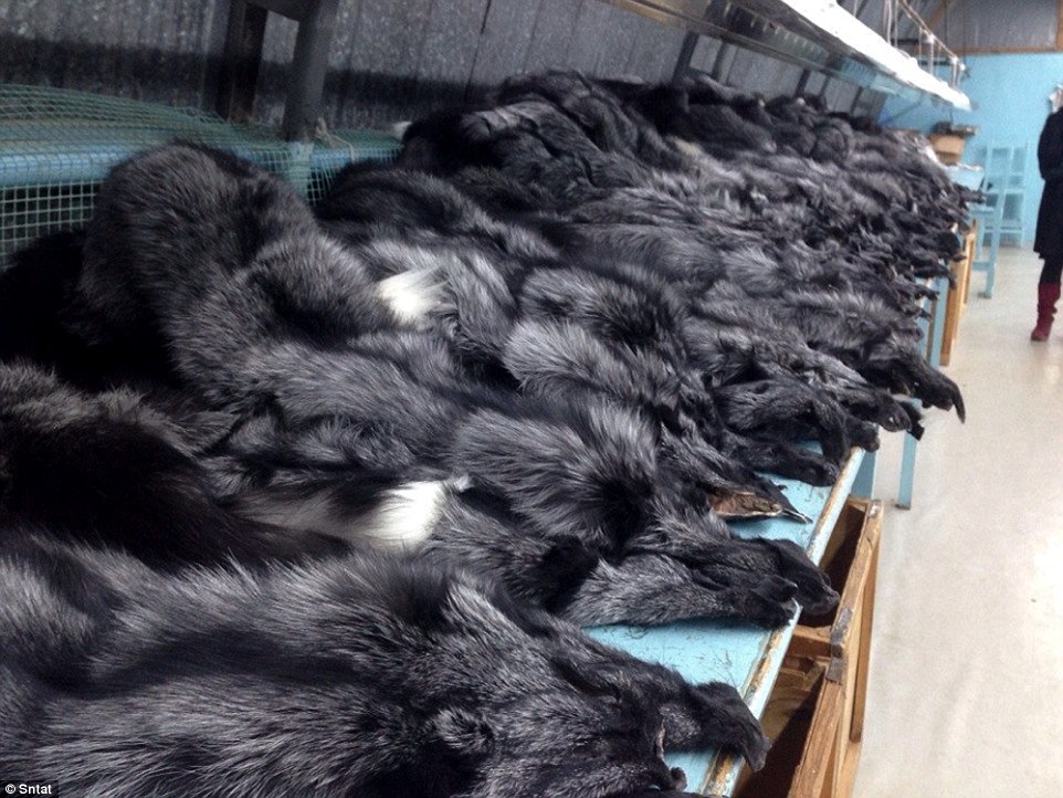 俄罗斯非法皮毛工厂 动物尸体堆积如山