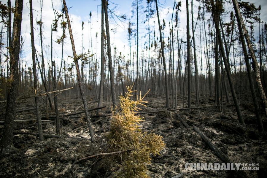 加拿大林火火势减弱 重灾区森林尽毁
