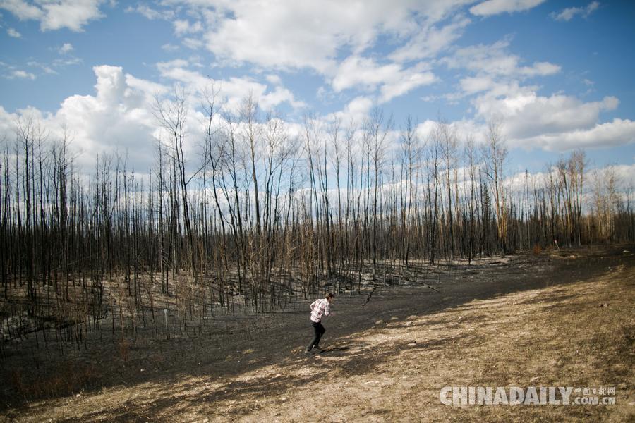 加拿大林火火势减弱 重灾区森林尽毁