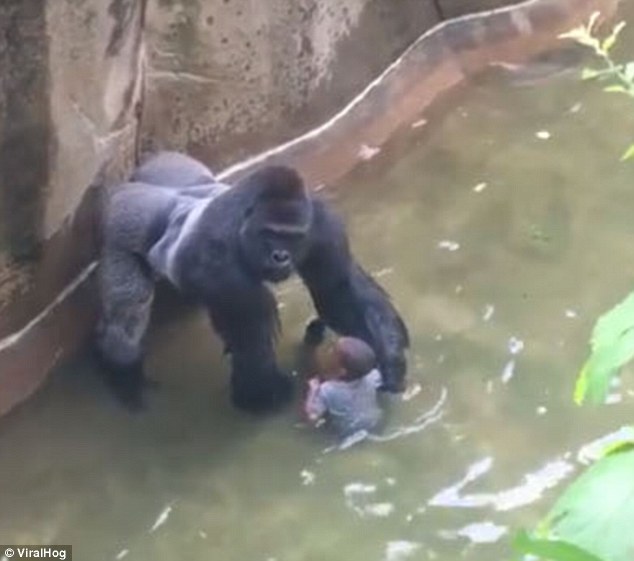 美国动物园救人杀猩猩 男童父母遭起底