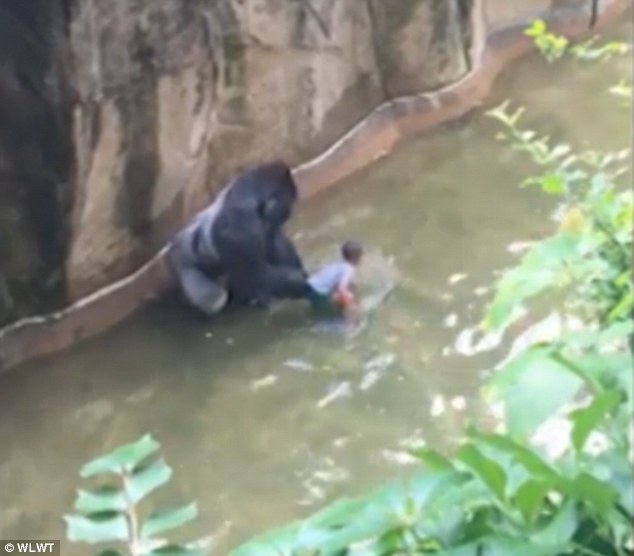 美国动物园救人杀猩猩 男童父母遭起底