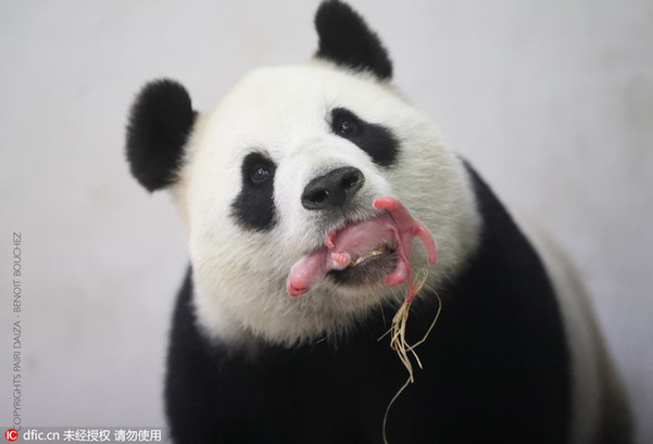 旅比大熊猫首次产仔 为今年首只海外出生熊猫宝宝
