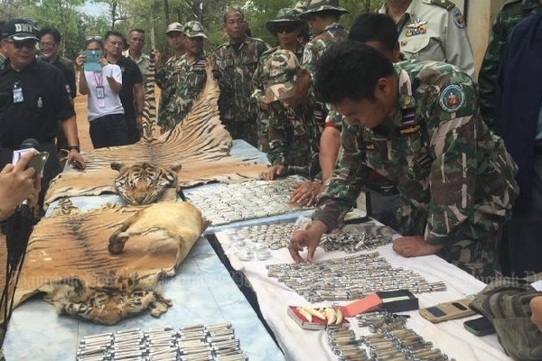 泰国“虎庙”丑闻发酵 ：警方再发现30具幼虎尸体 查获拉虎皮卡车
