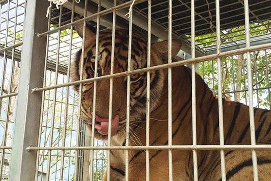 泰国“虎庙”拟大反击状告政府 誓言要收回147只老虎