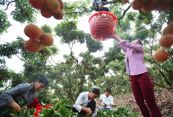 越南北江米脂荔枝进入成熟旺季