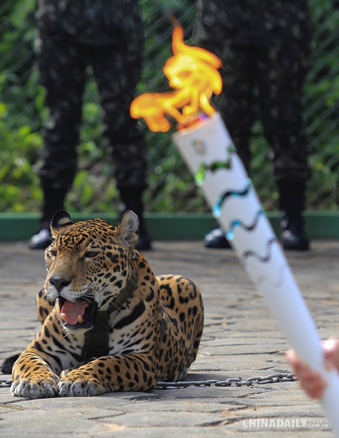美洲豹参加里约奥运圣火传递时逃跑袭击兽医 被当场击毙