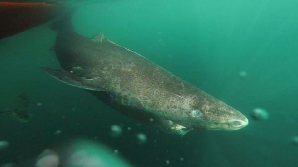 新发现：格陵兰鲨寿命可达400岁 荣登最长寿脊椎动物宝座
