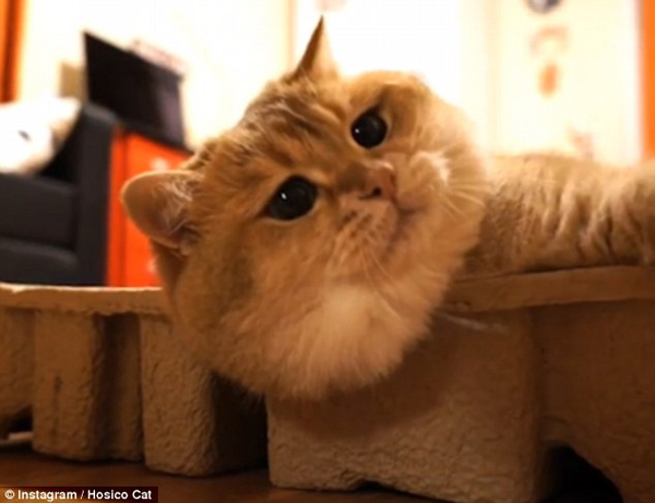 萌翻！俄小猫咪因挤不进纸板凹痕叹气沮丧