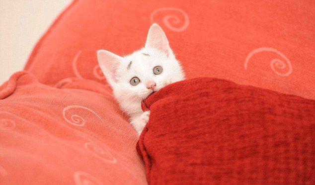 萌翻！俄小猫咪因挤不进纸板凹痕叹气沮丧