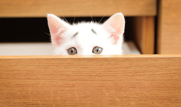 萌翻！俄小猫咪因挤不进纸板凹痕叹气沮丧