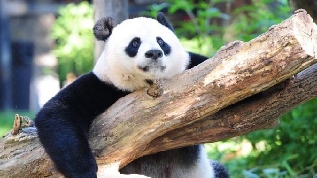 好消息!国宝大熊猫已经不再是濒危动物啦!