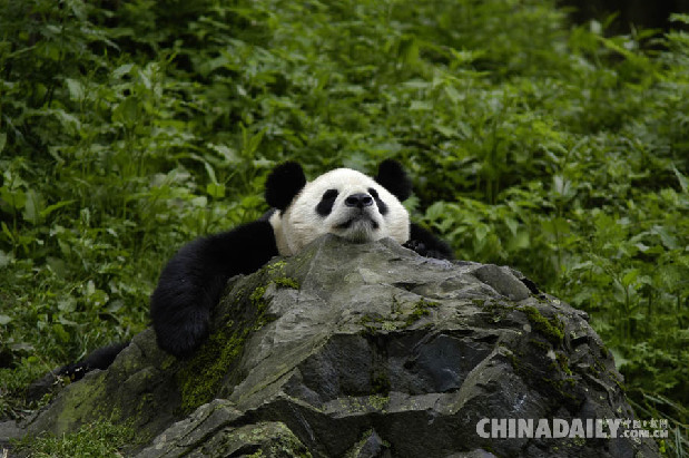 好消息！国宝大熊猫已经不再是濒危动物啦！