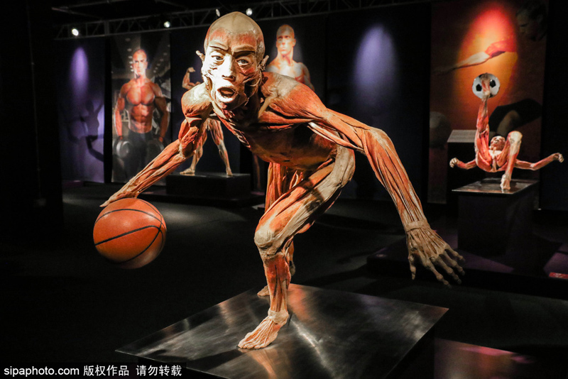 罗马“人体世界”塑化尸体展：惊悚震撼