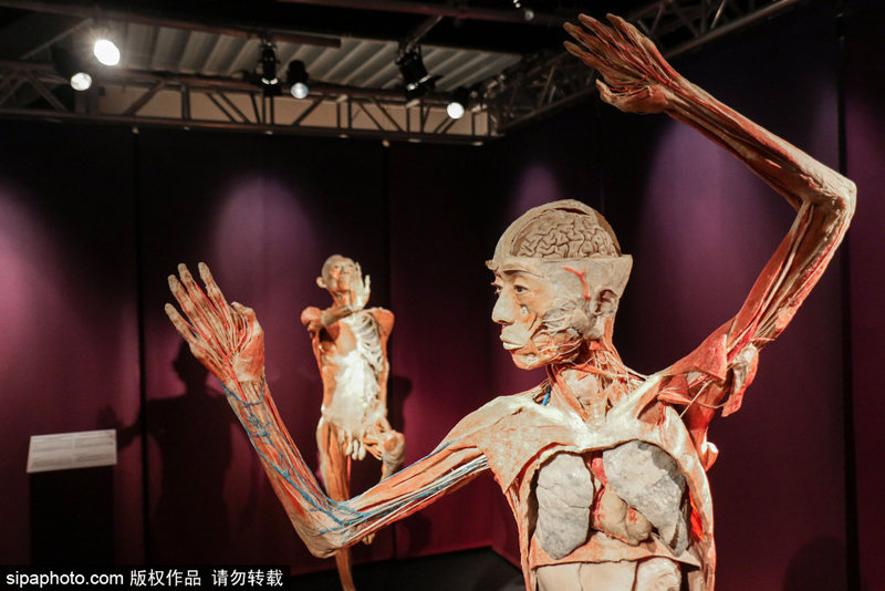 罗马“人体世界”塑化尸体展：惊悚震撼