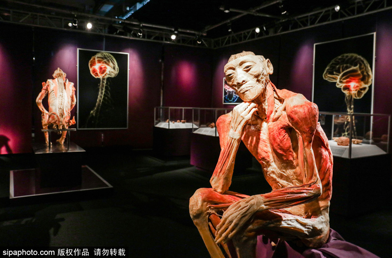 罗马“人体世界”塑化尸体展：惊悚震撼