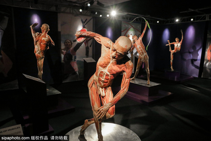 罗马“人体世界”塑化尸体展：惊悚震撼