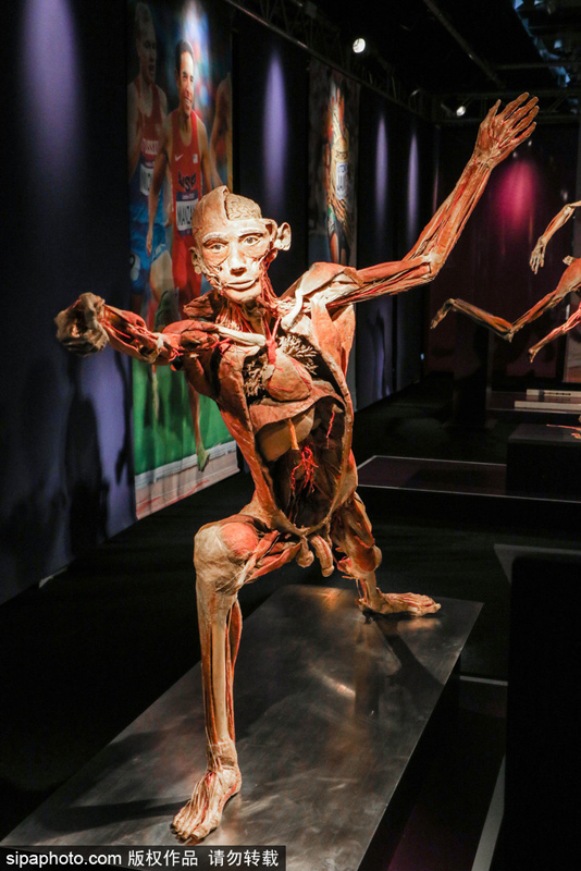 罗马“人体世界”塑化尸体展：惊悚震撼