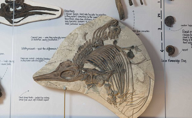 英男子收藏2500件化石标本 被迫转入博物馆展览
