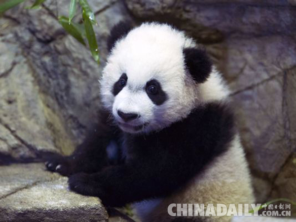 旅美大熊猫幼崽“贝贝”首进手术室 有惊无险