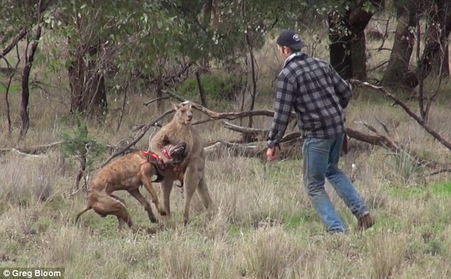 澳男子为救爱犬猛击袋鼠脸 结果有些出乎意料