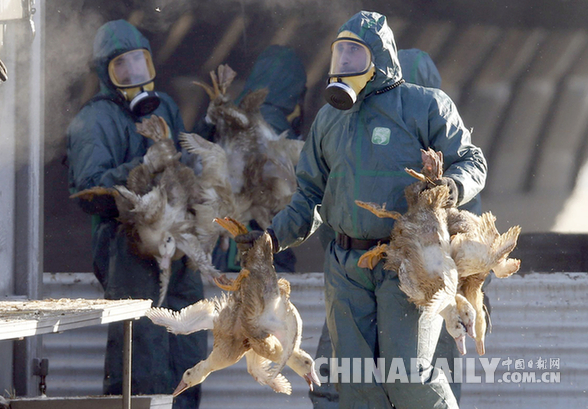 法国：禽流感疫情蔓延 大批鸭鹅被扑杀