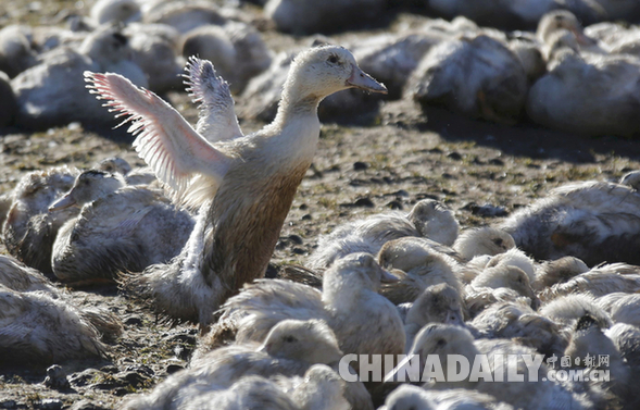 法国：禽流感疫情蔓延 大批鸭鹅被扑杀