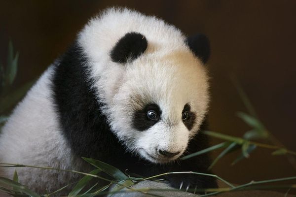 西班牙马德里动物园为幼崽大熊猫命名“竹莉娜”