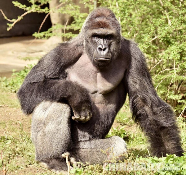 美国知名大猩猩哈兰贝的祖母在迈阿密动物园去世