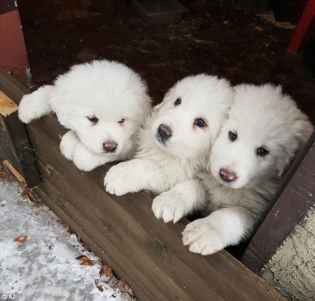 3只小奶狗在意大利雪崩中幸存下来