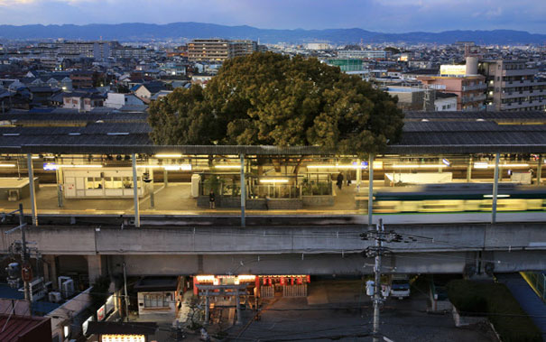 日本700岁“神树”长在火车站里近37年