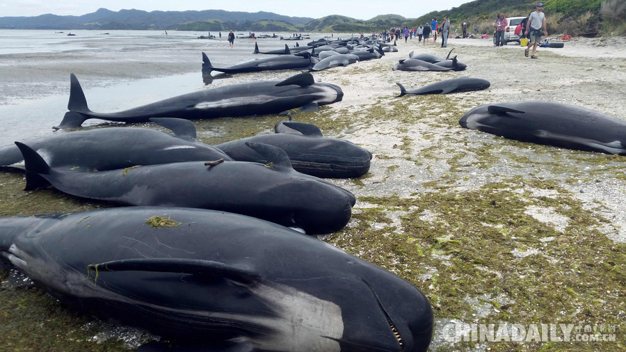 400余头鲸鱼搁浅新西兰海滩 救援人员全力营救