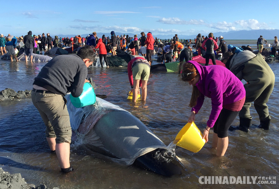 400余头鲸鱼搁浅新西兰海滩 救援人员全力营救