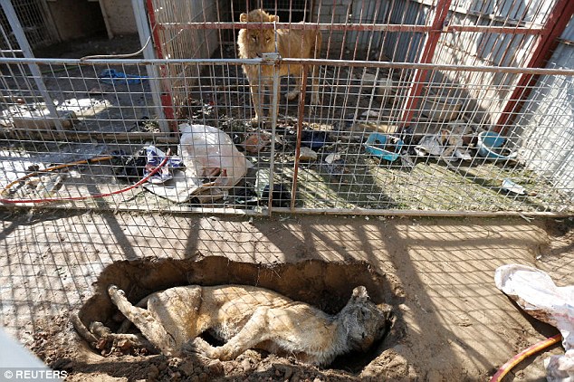 饥饿和死亡笼罩下的伊拉克动物园 全园仅两只动物存活