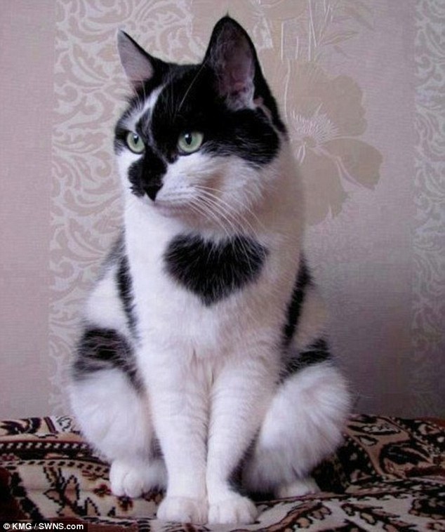 英国流浪猫咪情人节前夕寻到新家 胸前有“爱心”