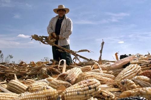 反击特朗普建墙威胁 墨西哥欲抵制美国玉米