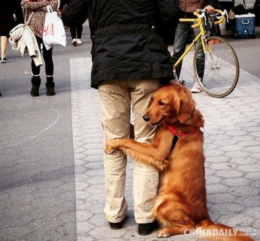 情人节孤单吗？ 纽约有只金毛犬等着给你拥抱