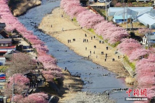 日本早春樱花盛开 形成粉色花道浪漫唯美(组图)