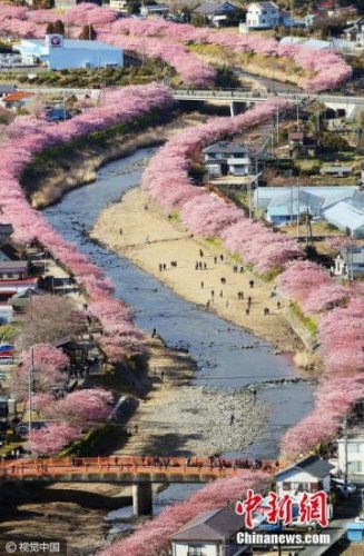 日本早春樱花盛开 形成粉色花道浪漫唯美(组图)
