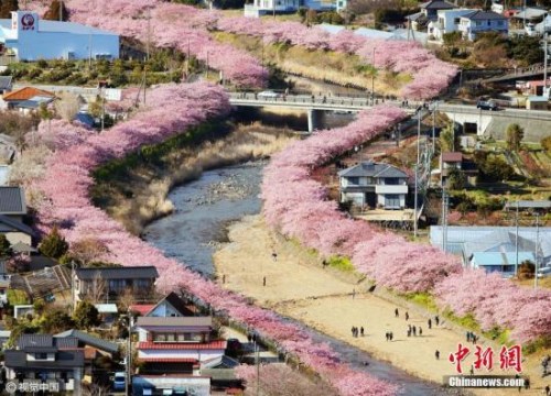 日本早春樱花盛开 形成粉色花道浪漫唯美(组图)