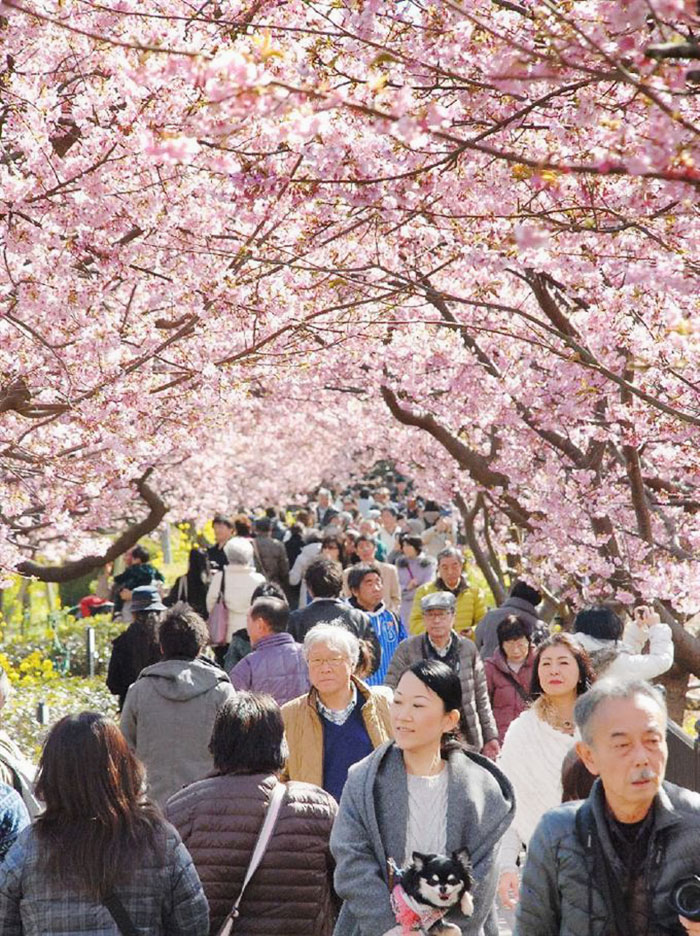 日本樱花盛开 粉色花海吸引大批游客