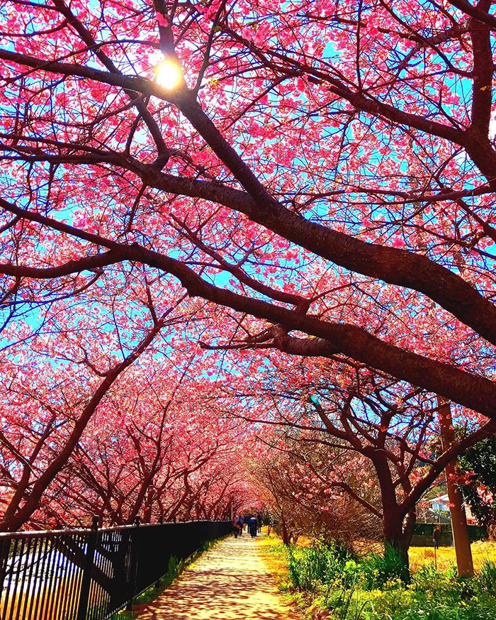 日本樱花盛开 粉色花海吸引大批游客