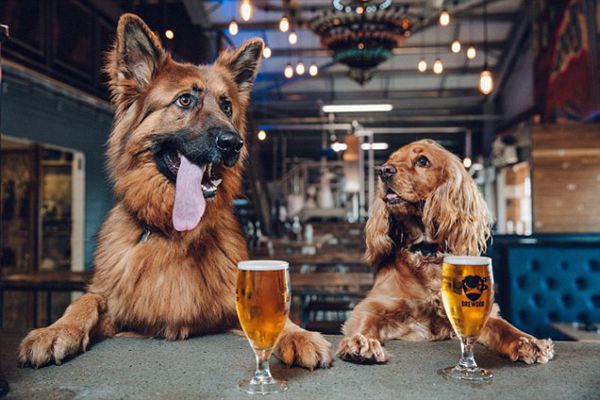 英啤酒厂给“狗奴”发福利：新养一只狗 休息一周