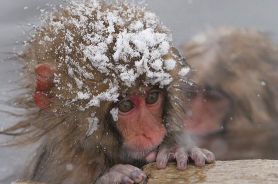 担忧外来基因入侵 日本动物园杀死57只雪猴
