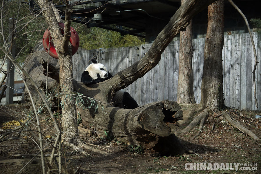 旅美大熊猫“宝宝”启程回国