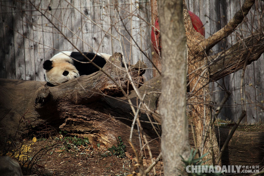旅美大熊猫“宝宝”启程回国