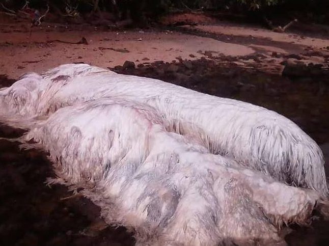 菲律宾海滩现巨型白色长毛生物 引网友热议