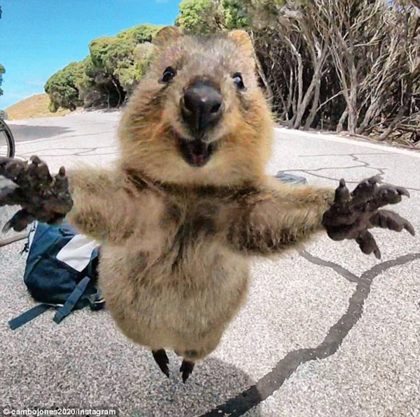 求抱抱！澳短尾矮袋鼠跳向观光者相机前甜笑摆姿势（组图）