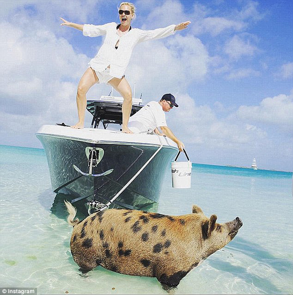 震惊！巴哈马小岛网红“游泳猪”离奇死亡