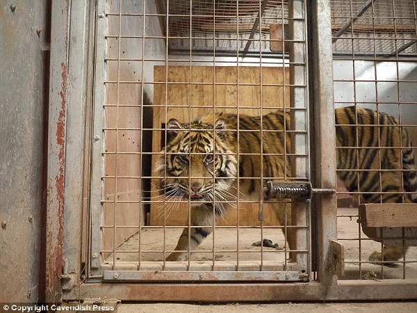 英一动物园被爆5年里近500只动物丧生 7只健康幼狮被安乐死